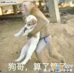 大花裤衩表情包